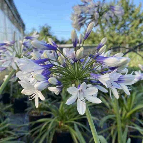 Agapanthus Twister ® (3 anni)