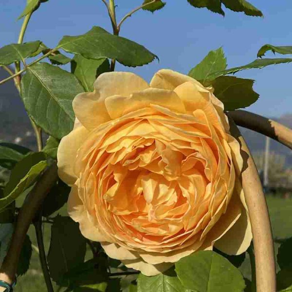 Rosa rampicante Golden Celebration® (1 anno)