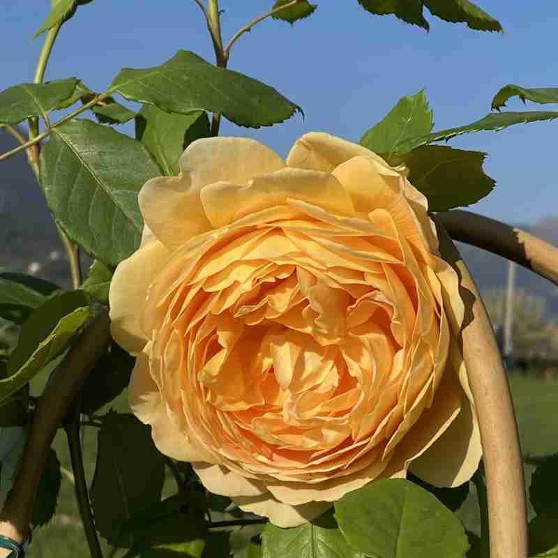 Rosa rampicante Golden Celebration® (1 anno)