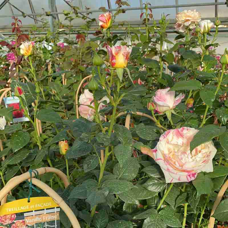 Rosa rampicante Vanille Fraise® (4 anni)