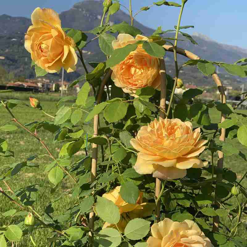 Rosa rampicante Golden Celebration® (1 anno)