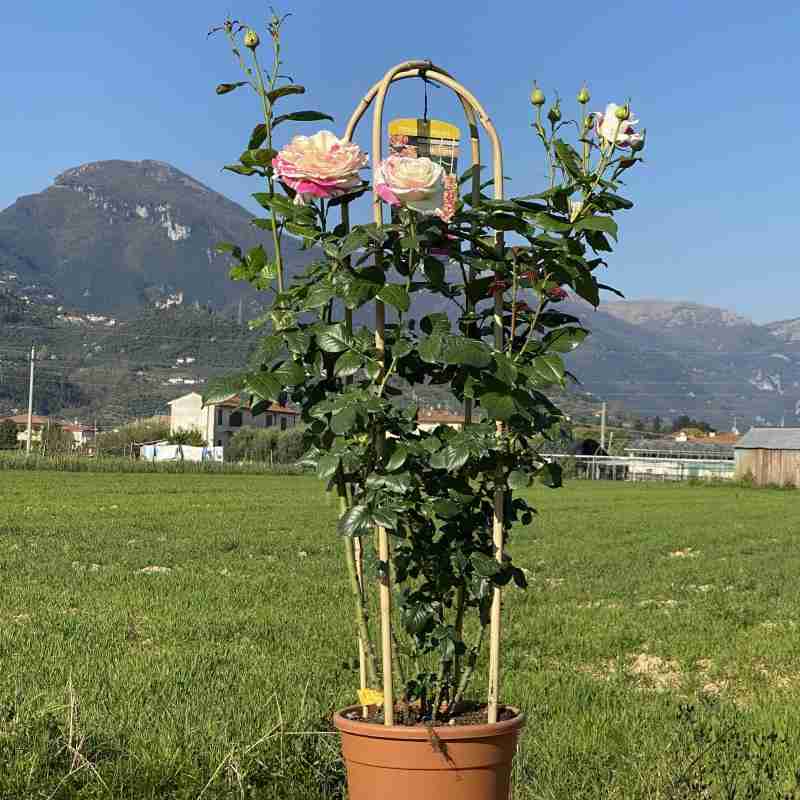 Rosa rampicante Vanille Fraise® (4 anni)