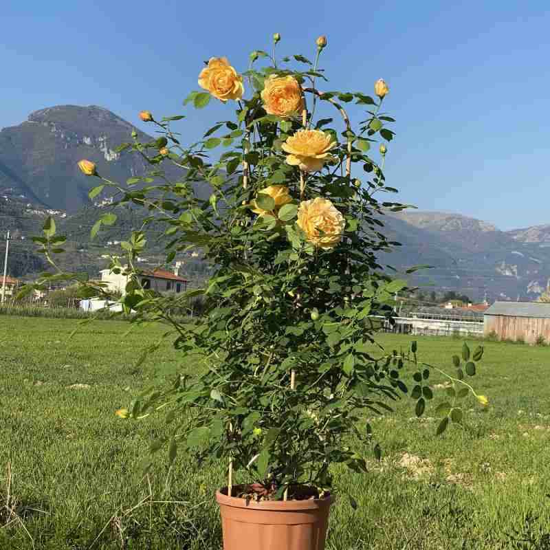 Rosa rampicante Golden Celebration® (1 anno)