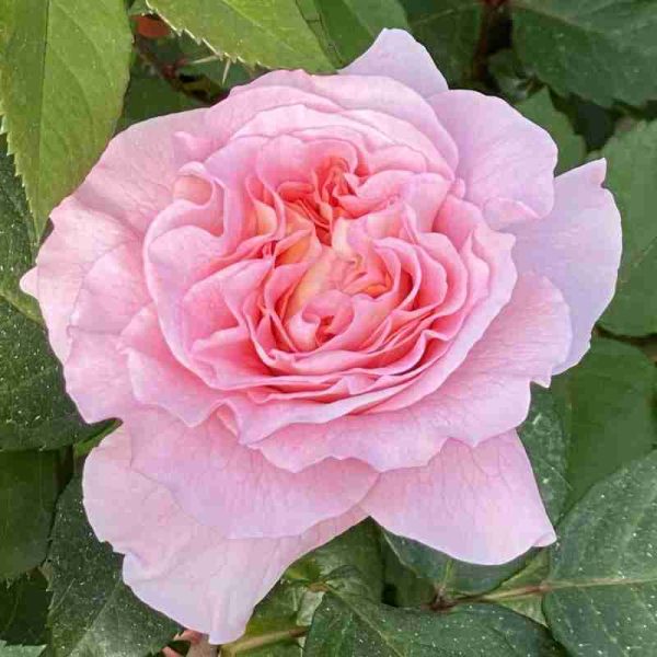 Rosa AUGUSTA LUISE ®°° Tangust
