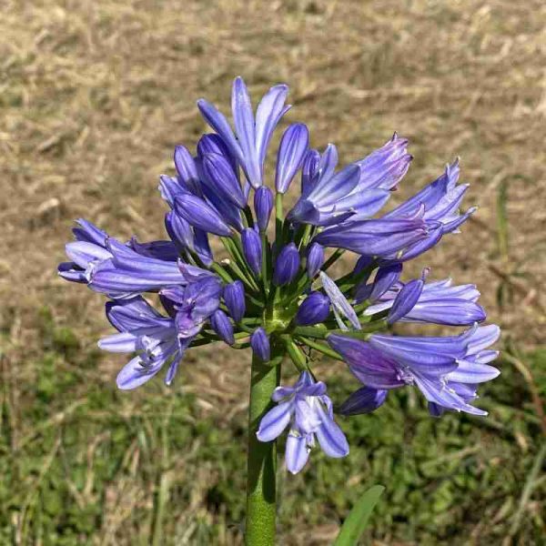 Agapanthus Pitchoune blu ® (3 anni)