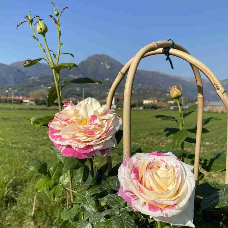Rosa rampicante Vanille Fraise® (4 anni)