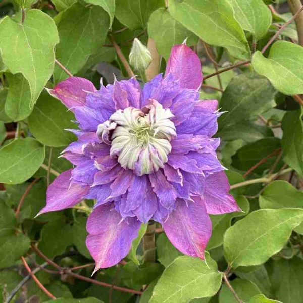 Clematis Diamantinaโข Evipo039 (N) (4 anni)