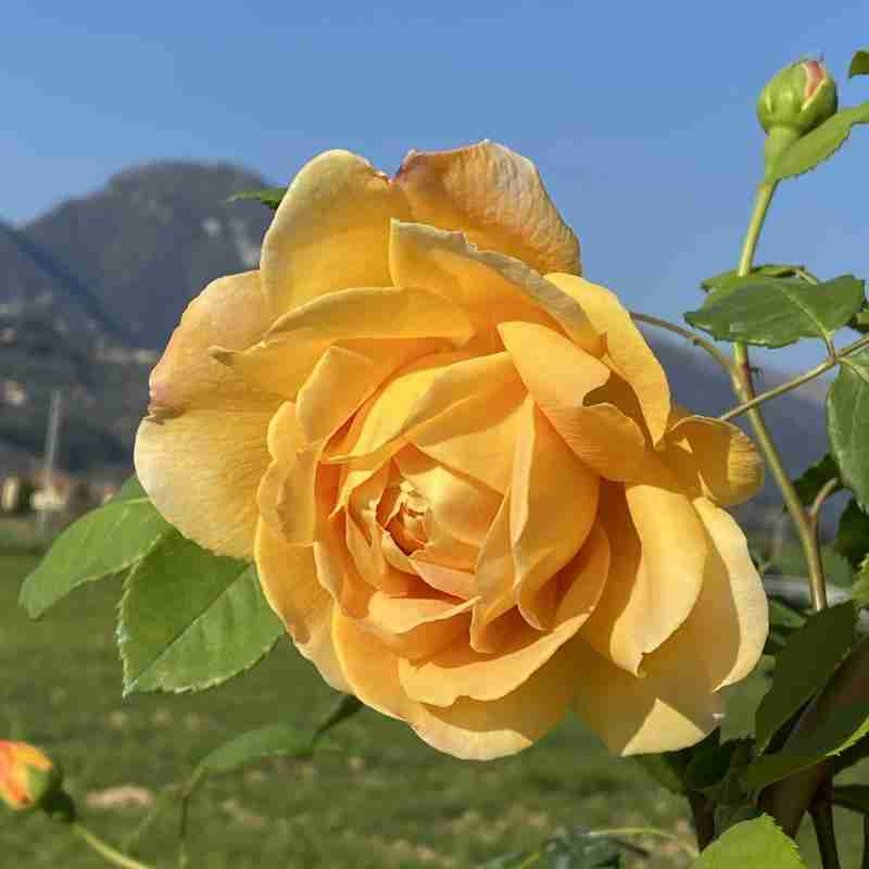 Rosa rampicante Golden Celebration® (1 anno)