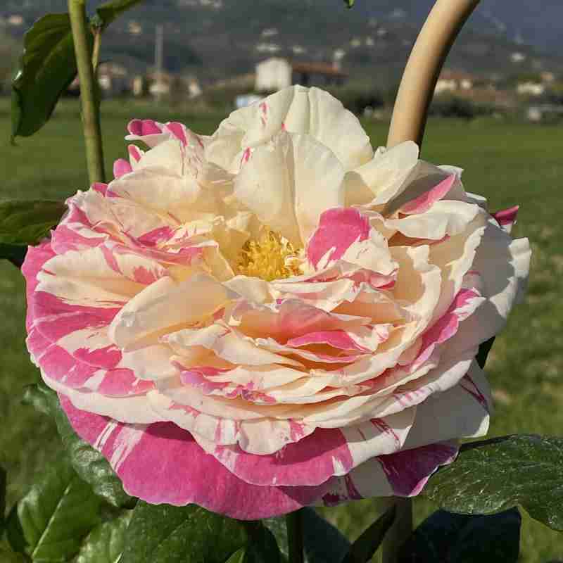 Rosa rampicante Vanille Fraise® (4 anni)