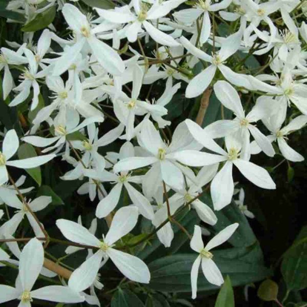 Clematis Armandii ยฎ (4 anni)