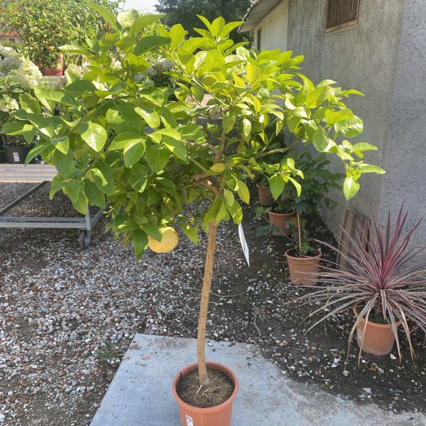 POMPELMO GIALLO OROBLANCO Citrus Paradisi (alberello 4 anni)