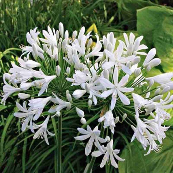Agapanthus Africano bianco ® (3 anni)