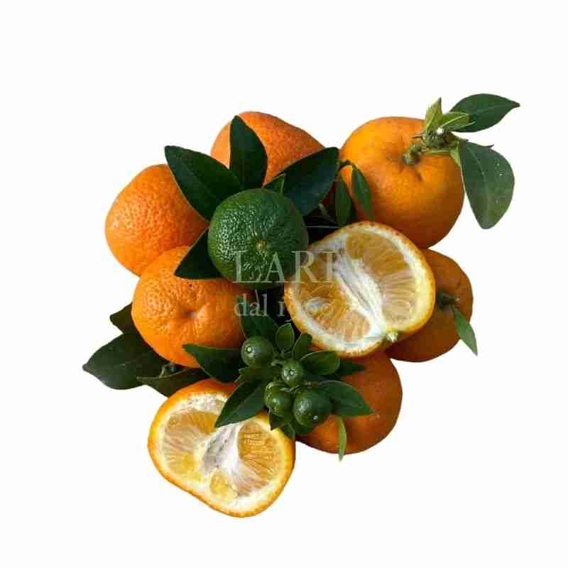 Chinotto - Citrus Mirtyfolia - Cespuglio - 3 anni - immagine 3
