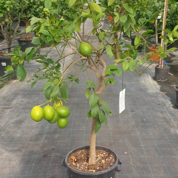 Limone Meyer Citrus x meyeri (alberello 6 anni)