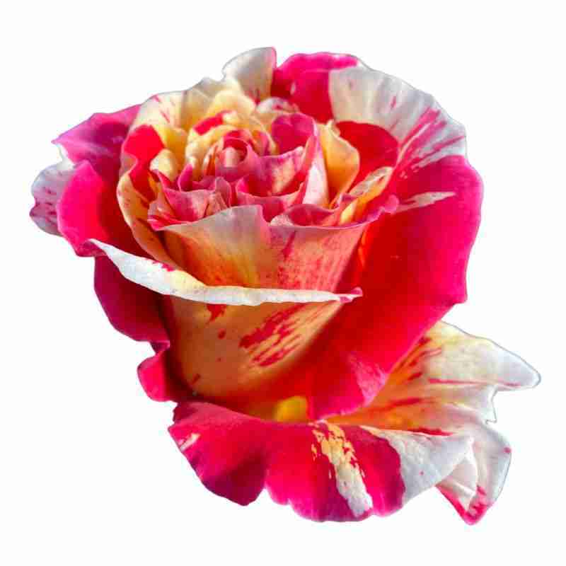 Rosa rampicante Vanille Fraise ® (↑ 300 cm Ø 30 cm)