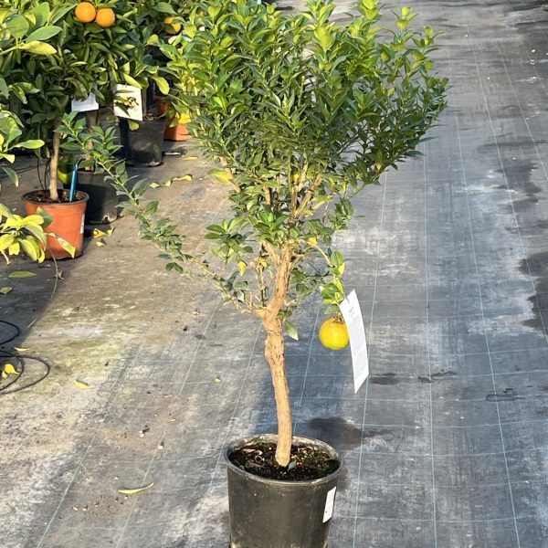 Chinotto Citrus myrtifolia cespuglio di 3 anni agrume aromatico e ornamentale