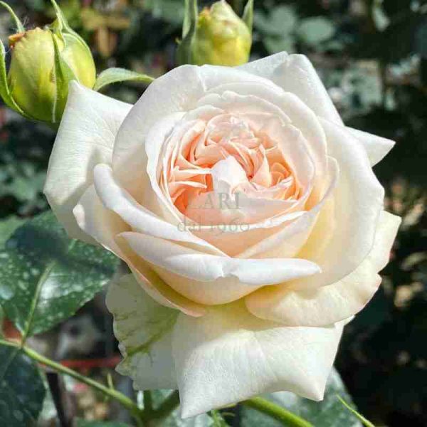 Rosa Amber Voluptia ®°°