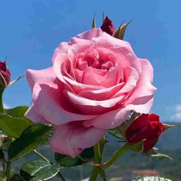 Rosa PINK VOLUPTIA ®°°