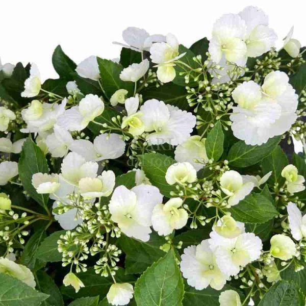 Ortensia macrophylla ‘Runaway bride’ ® (esemplare)