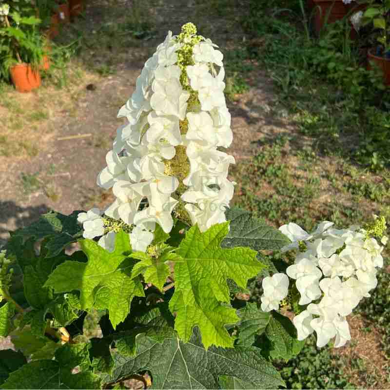Ortensia quercifolia Jet Stream ® (3 anni)