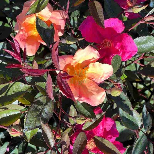 Rosa paesaggistica Chinensis Mutabilis (Rosa paesaggistica x odorata “Mutabilis”) (3 anni)