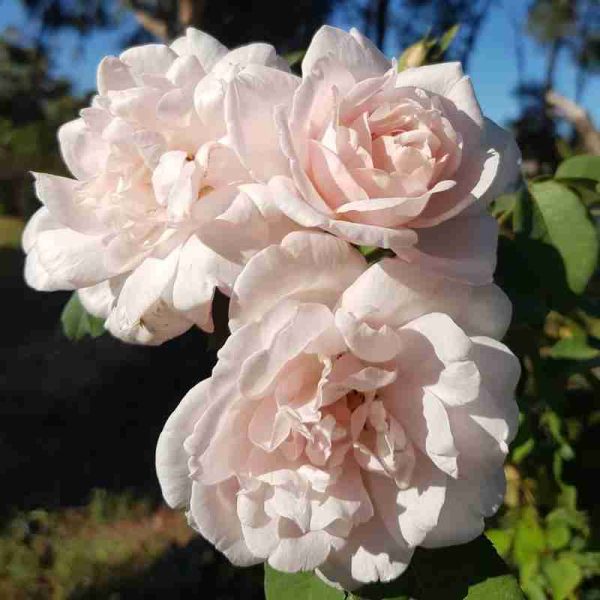 Rosa rampicante Madame Alfred Carriere (↑ 300 cm Ø 30 cm) Clg