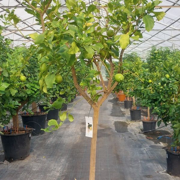Limone Zagara Bianca Citrus limon (8 anni alberatura)