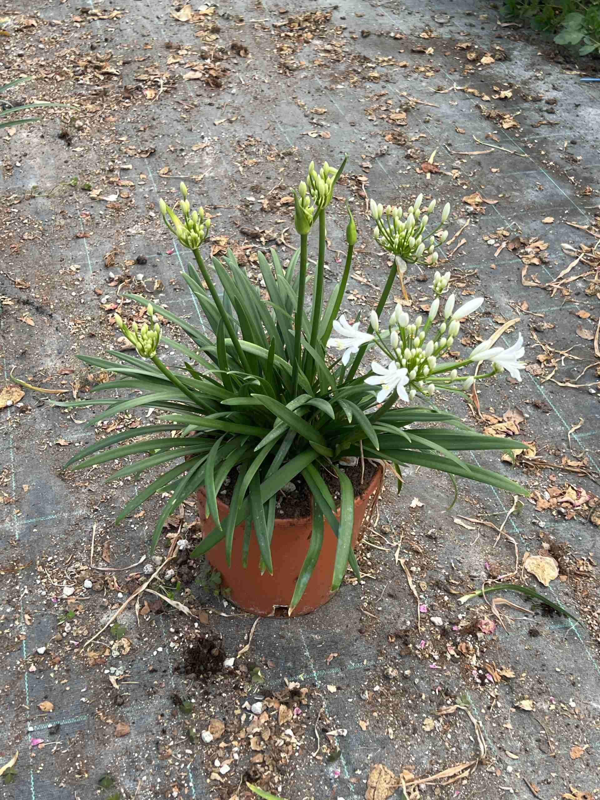 Agapanthus Double diamond ®
