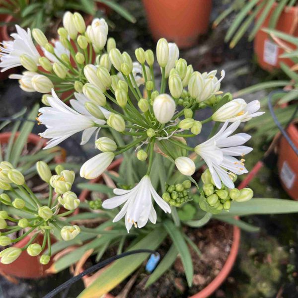 Agapanthus Double diamond ® 