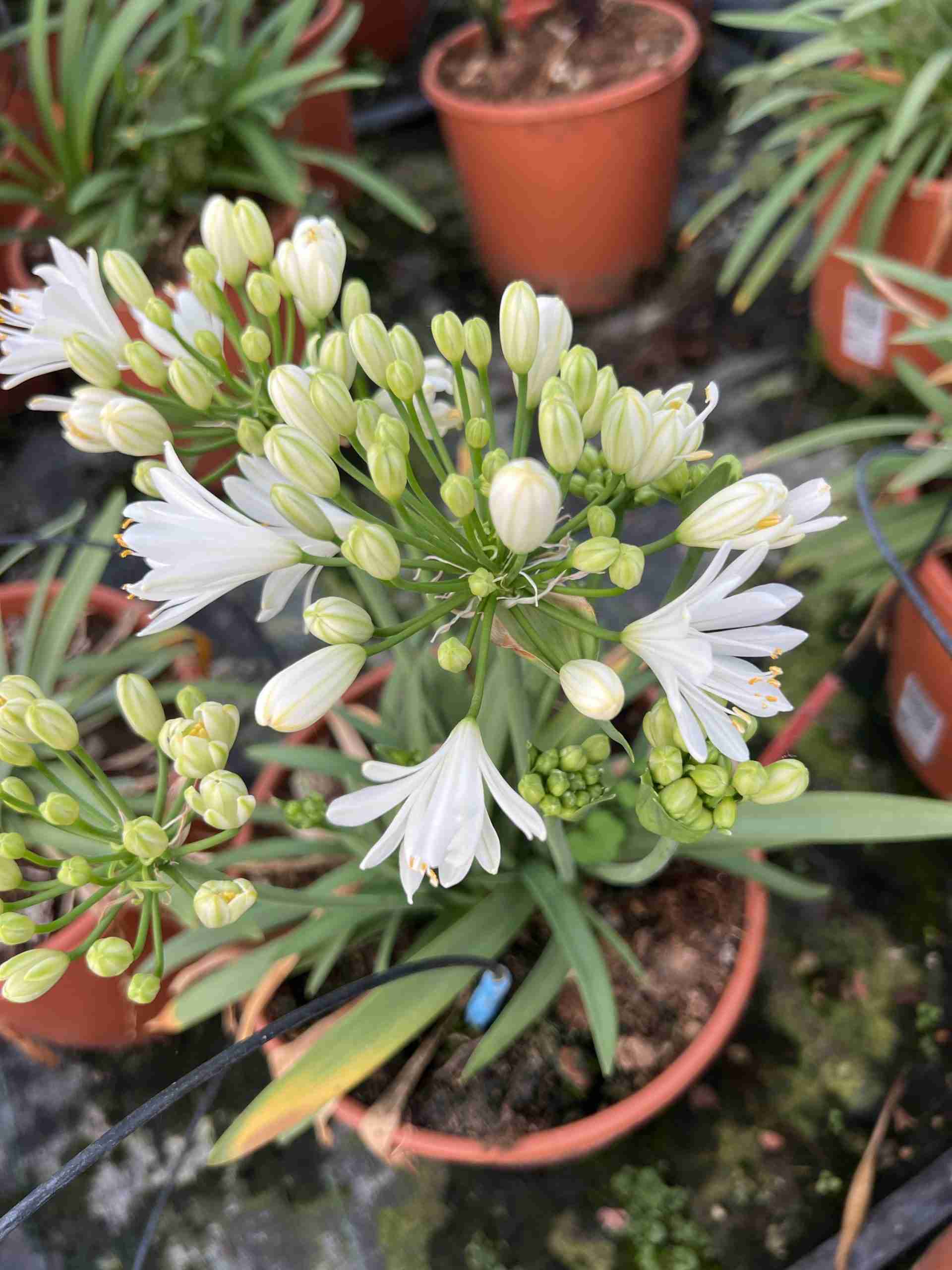 Agapanthus Double diamond ®
