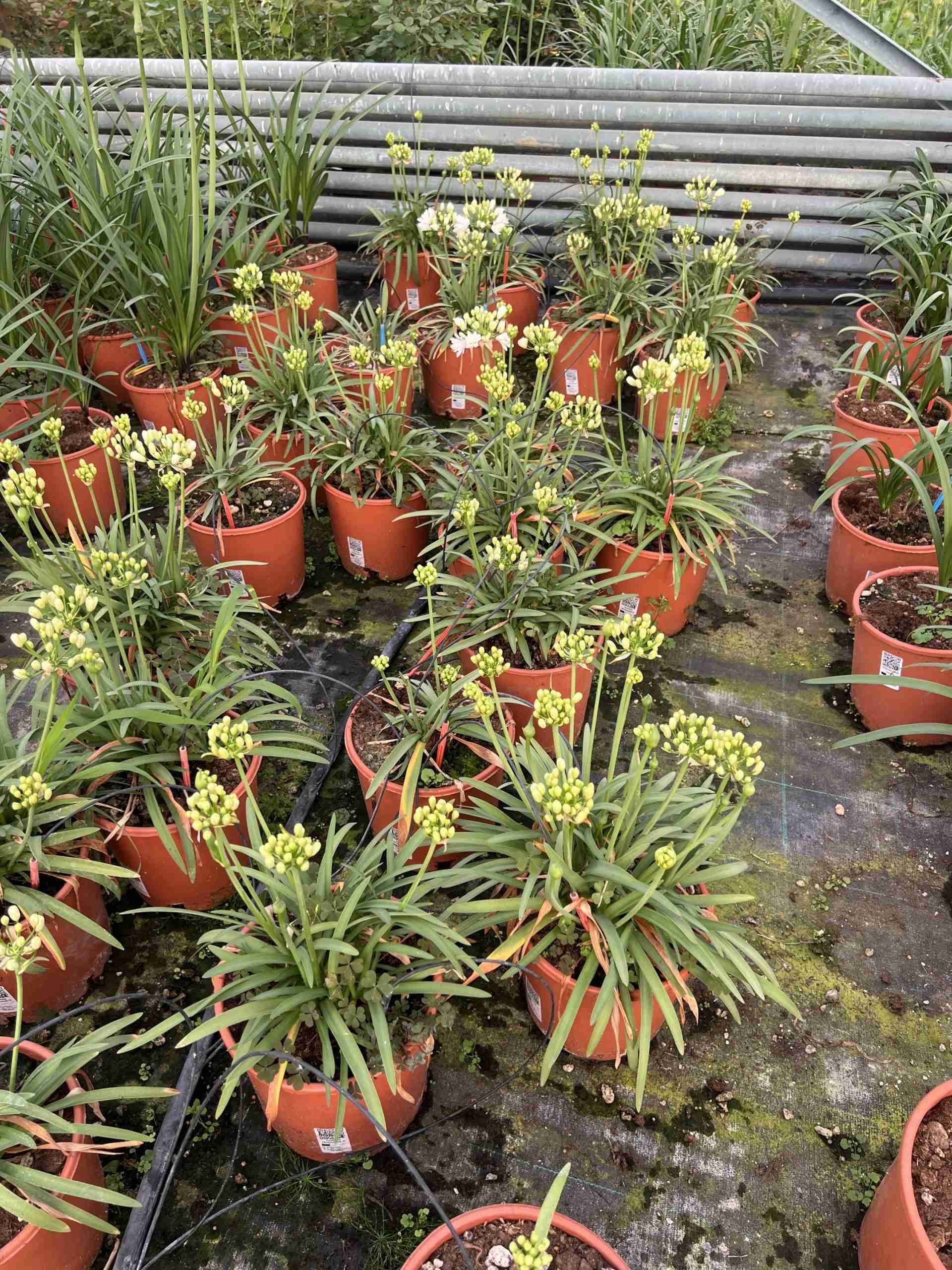 Agapanthus Double diamond ®