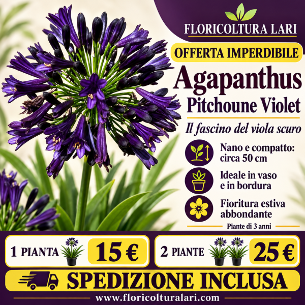 Agapanthus Pitchoune Violet® – pianta di 3 anni