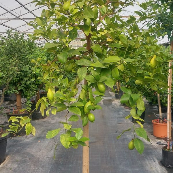 Limone Citrus limon (alto fusto per pergole 6 anni)
