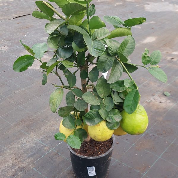 Lipo - Citrus limon X citrus paradisi - Cespuglio - 3 anni