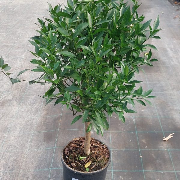 Mandarino - Citrus reticulata - Cespuglio - 3 anni