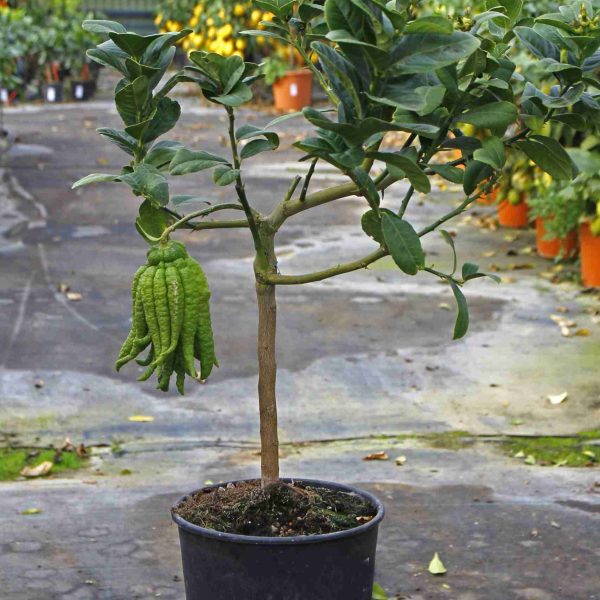CEDRO MANO DI BUDDHA Citrus medica digitata (cespuglio 3 anni) CH20102025