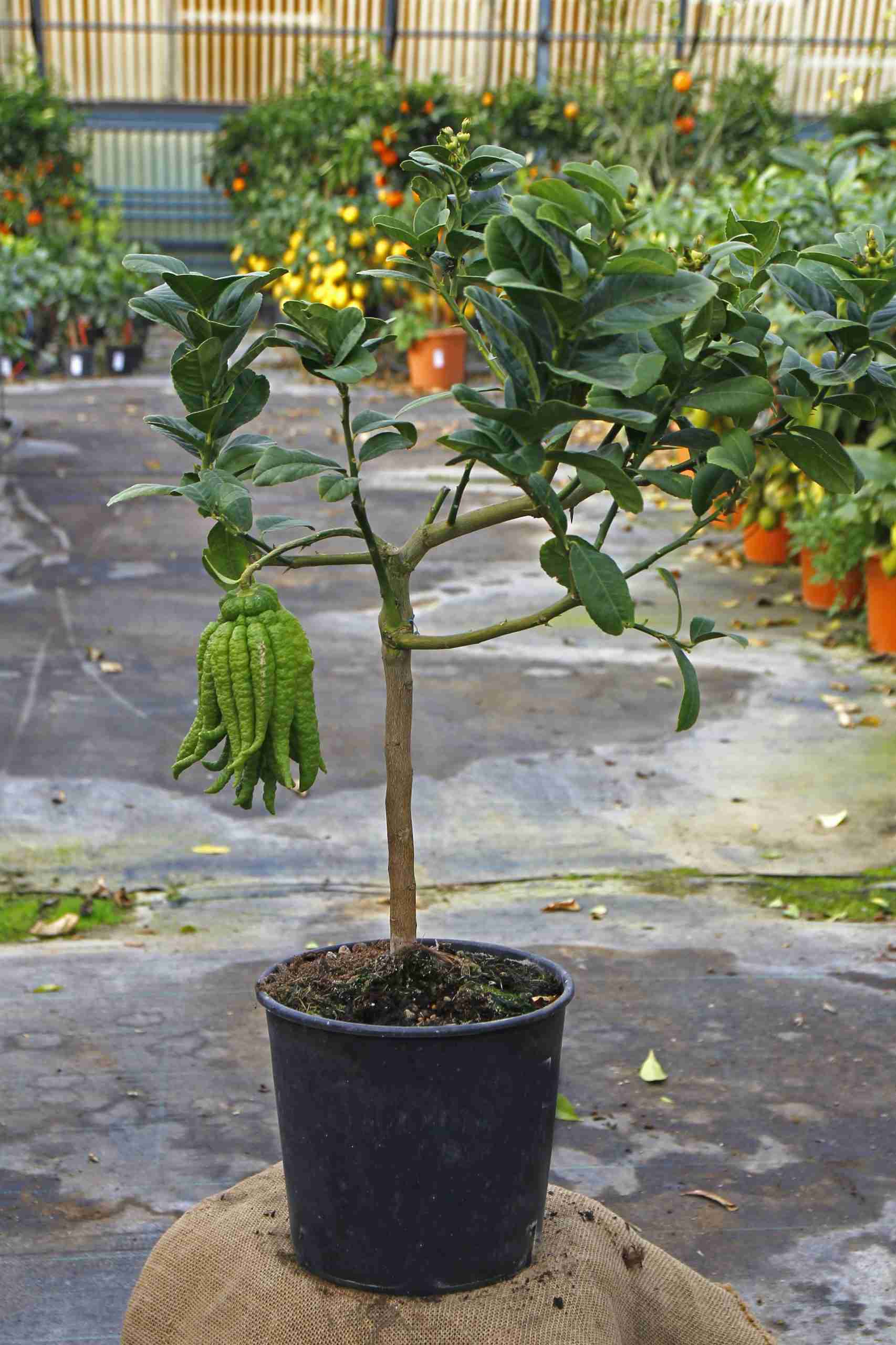 CEDRO MANO DI BUDDHA Citrus medica digitata (cespuglio 3 anni) CH20102025