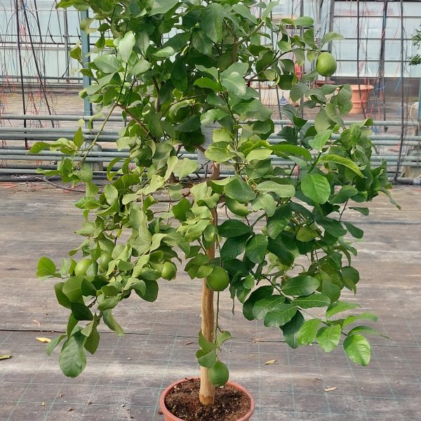 Limone Zagara Bianca Citrus limon (alberello 5 anni)