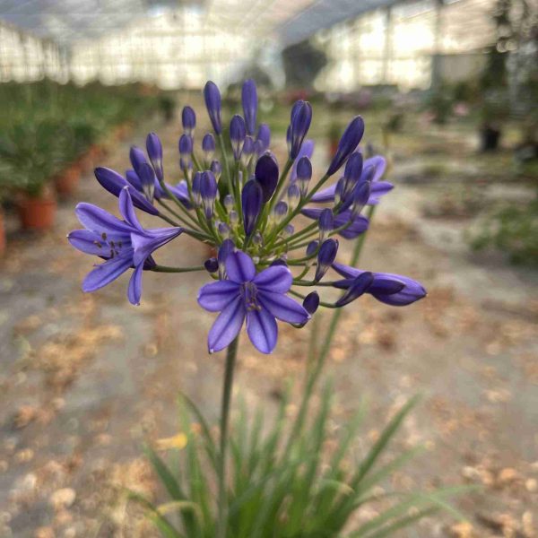 Agapanthus Brillant blue ® (3 anni)