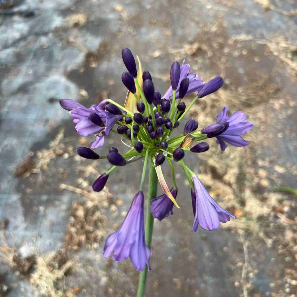 Agapanthus Poppin purple ® (3 anni)