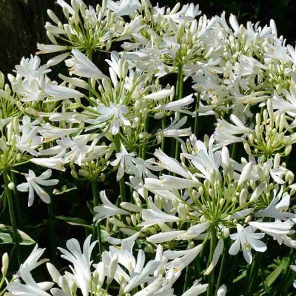 Agapanthus Pitchoune white ® (3 anni)