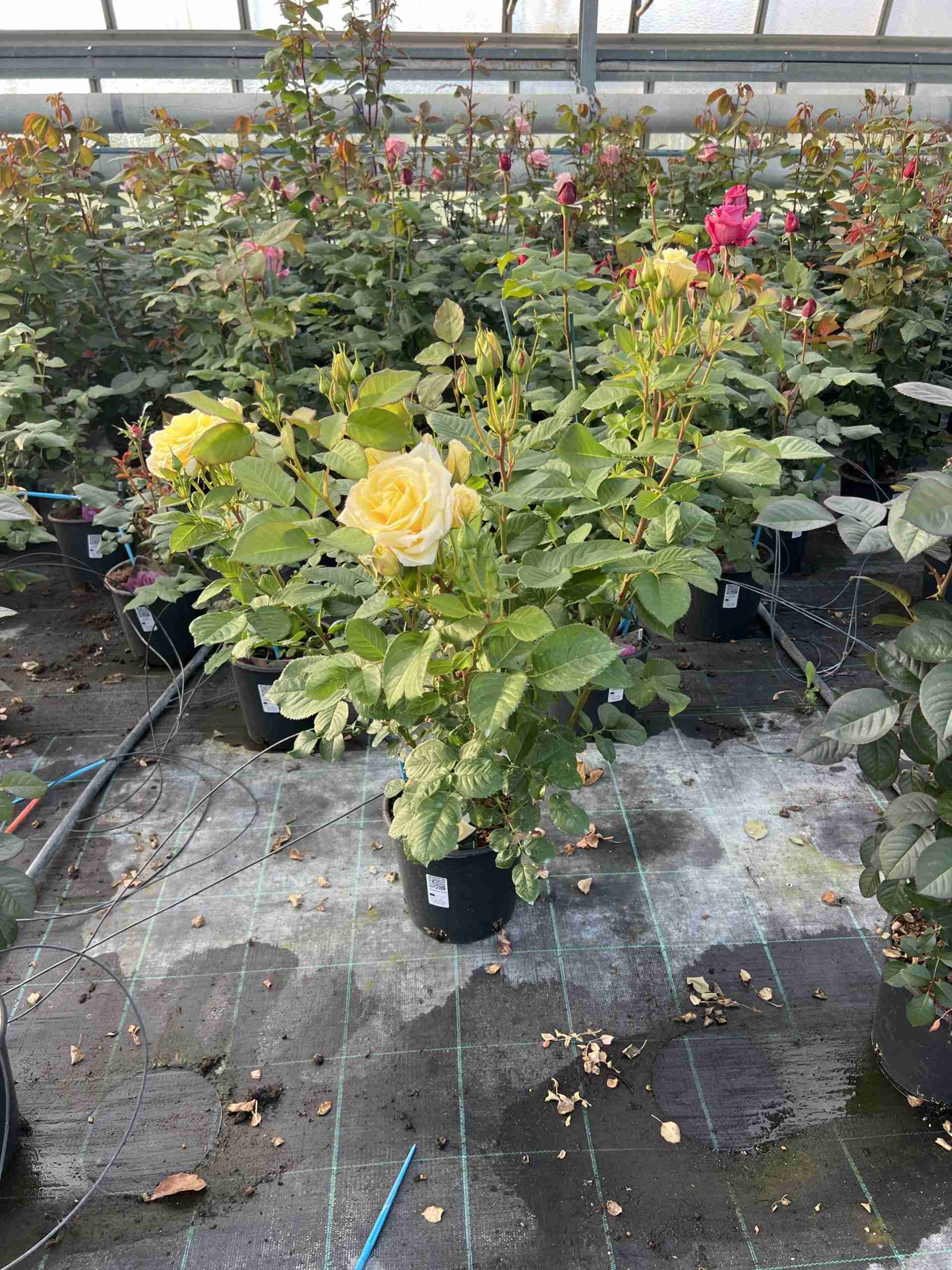 Rosa Rustica ®° III Meilaocil