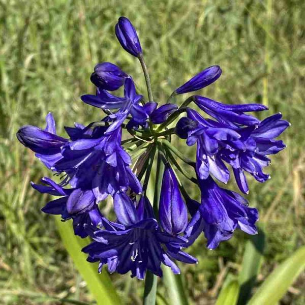 Agapanthus Northern star ® (3 anni)