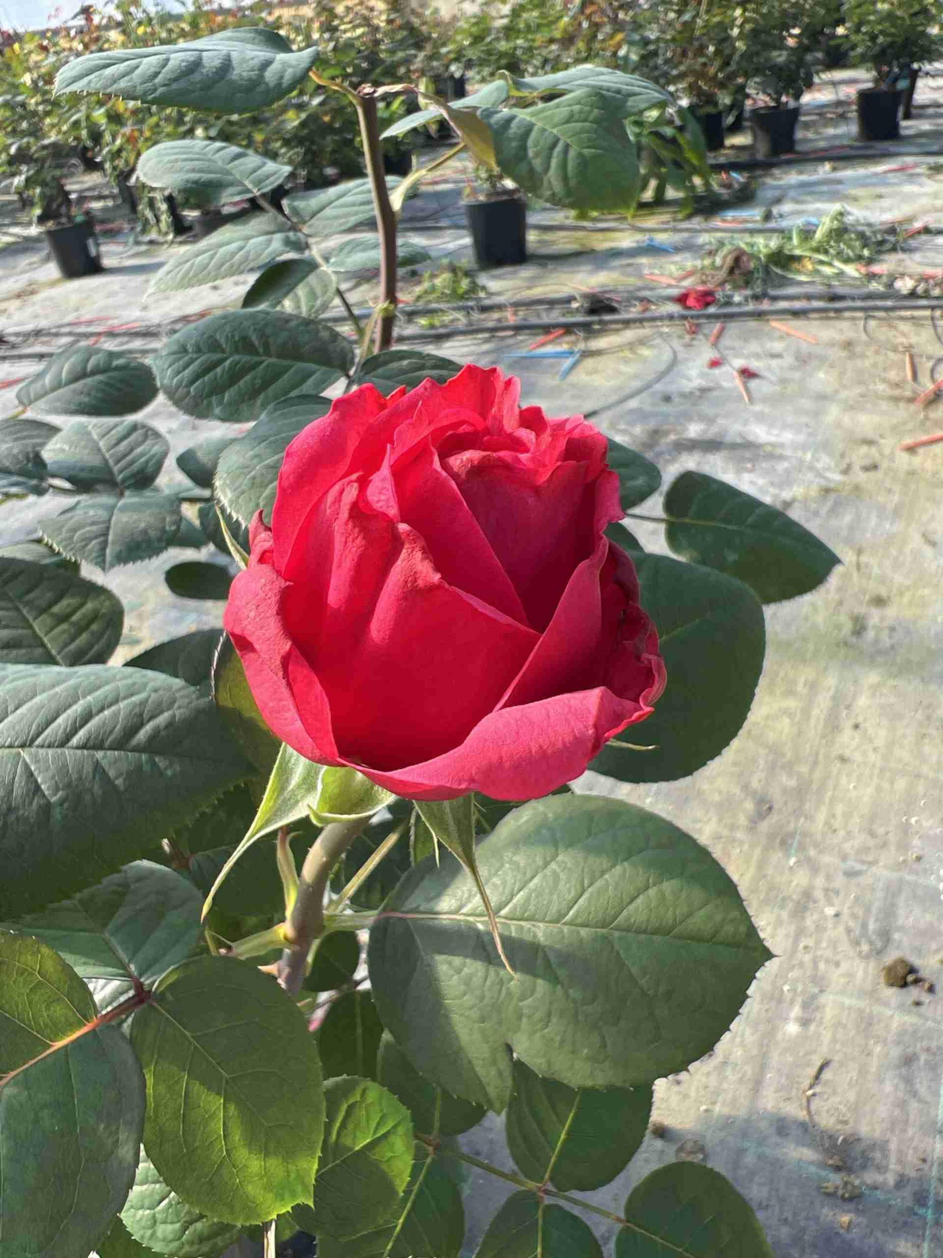 Rosa Audrey Fleurot ®° Meicatess
