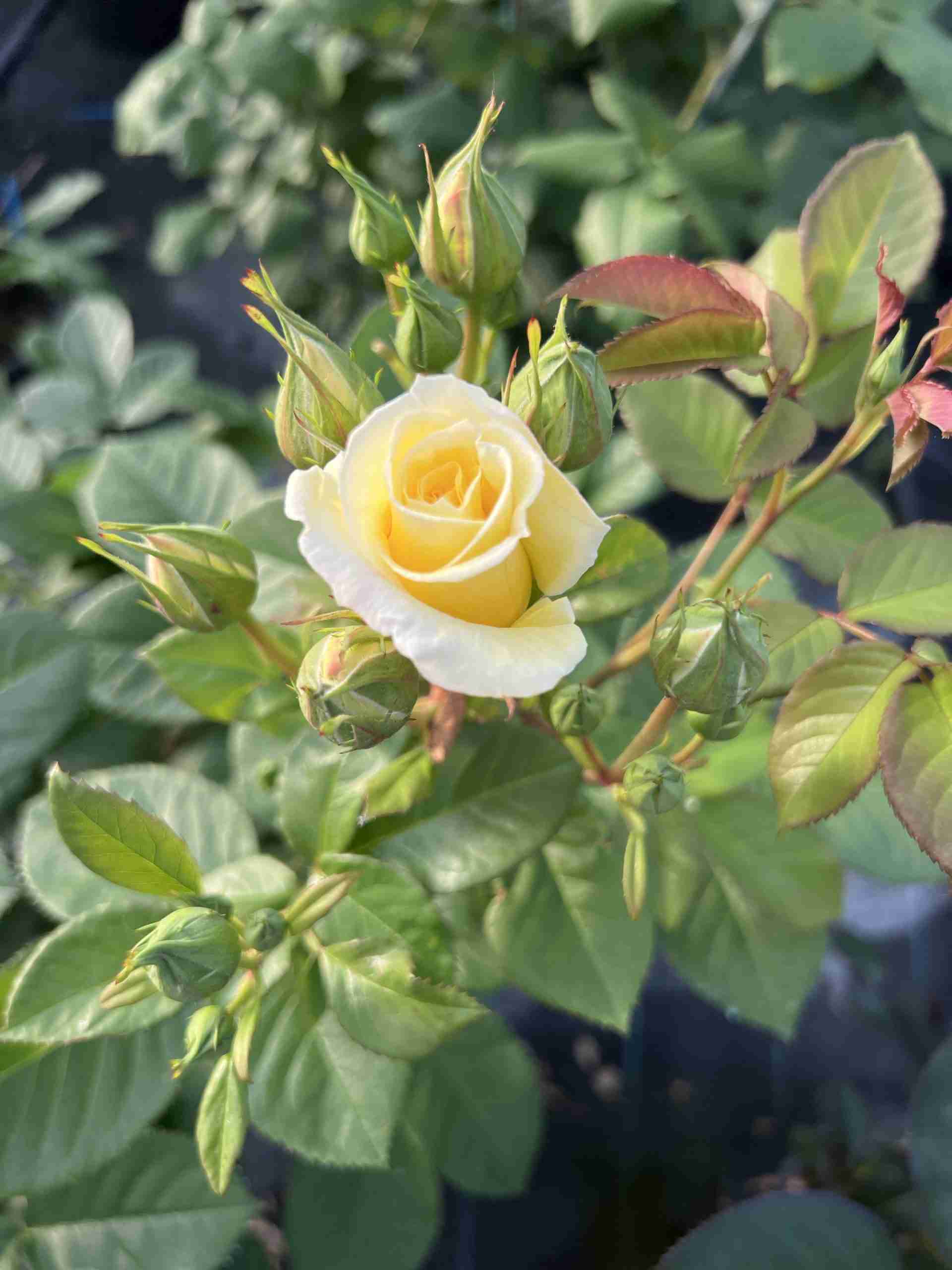 Rosa Rustica ®° III Meilaocil