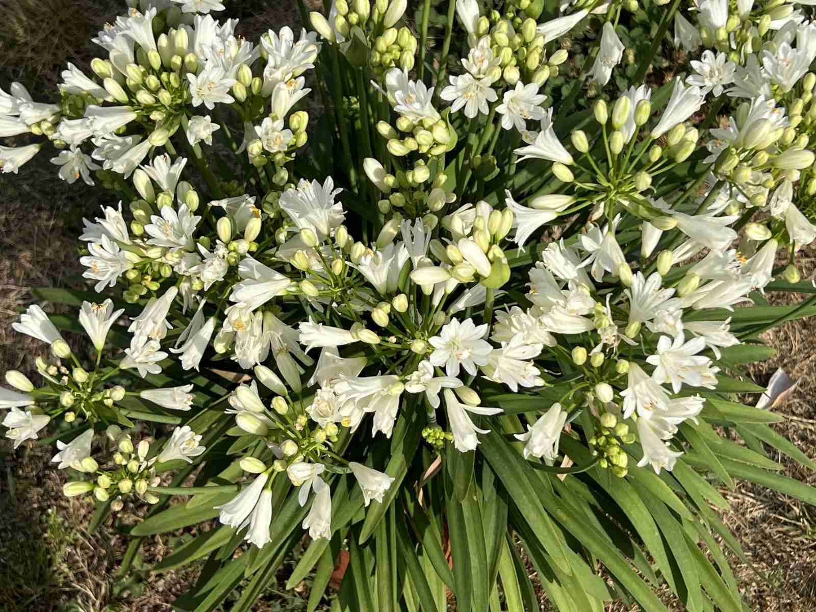 Agapanthus Double diamond ®