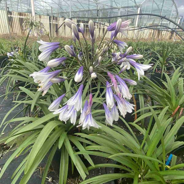 Agapanthus fireworks