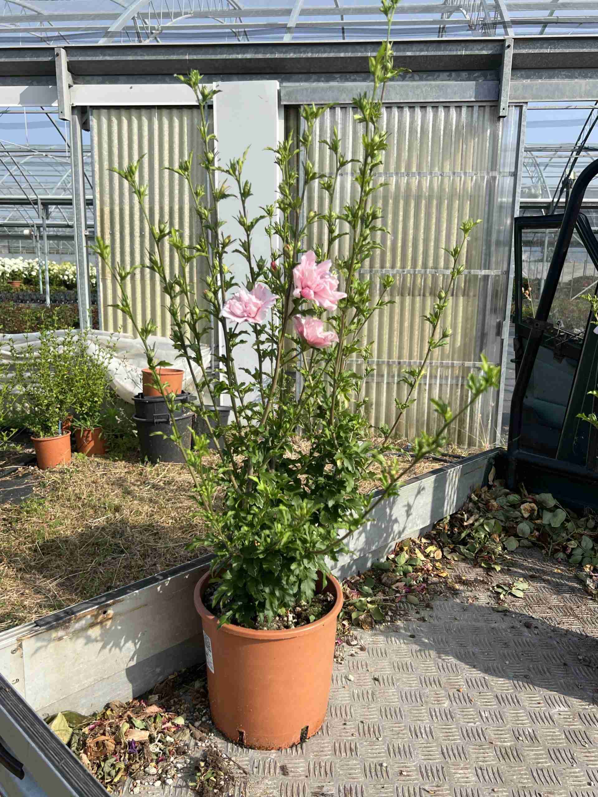 Hibiscus syriacus Pink Chiffon ® ‘Jwnwood4’ cov