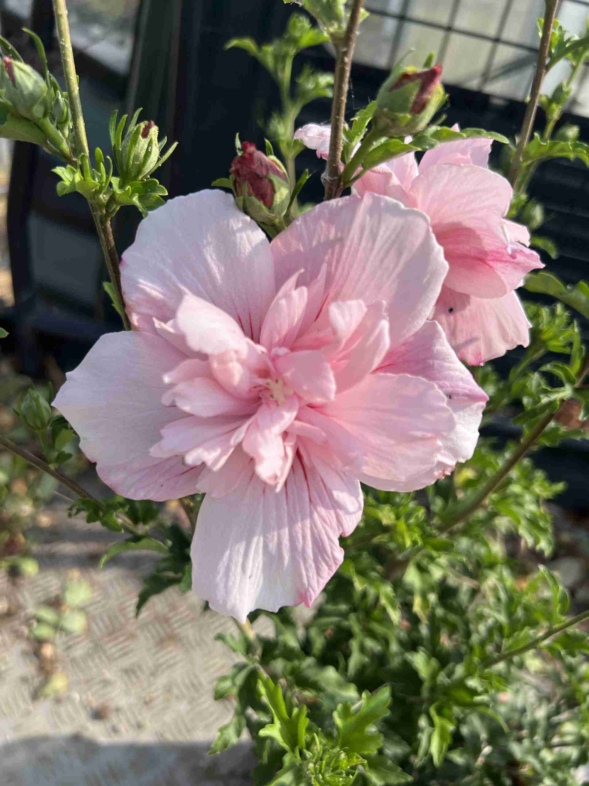 Hibiscus syriacus Pink Chiffon ® ‘Jwnwood4’ cov