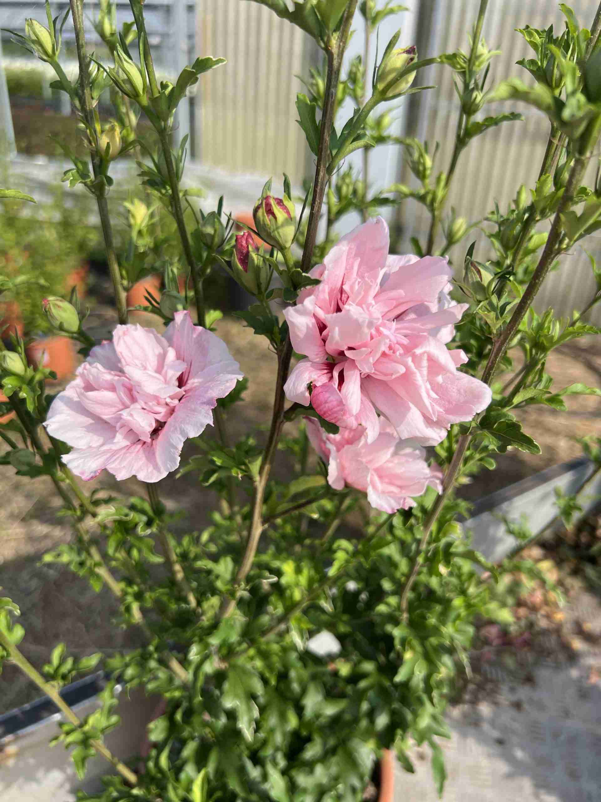 Hibiscus syriacus Pink Chiffon ® ‘Jwnwood4’ cov